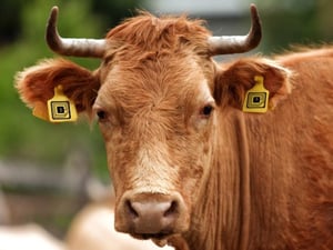 RFID-Cow
